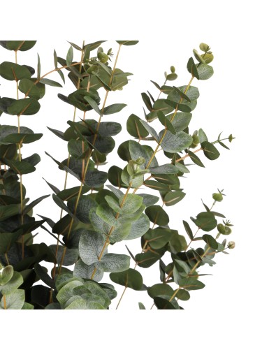 EUKALYPTUS 155