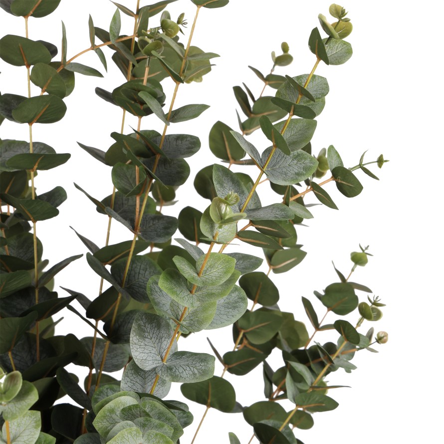 EUCALYPTUS 155