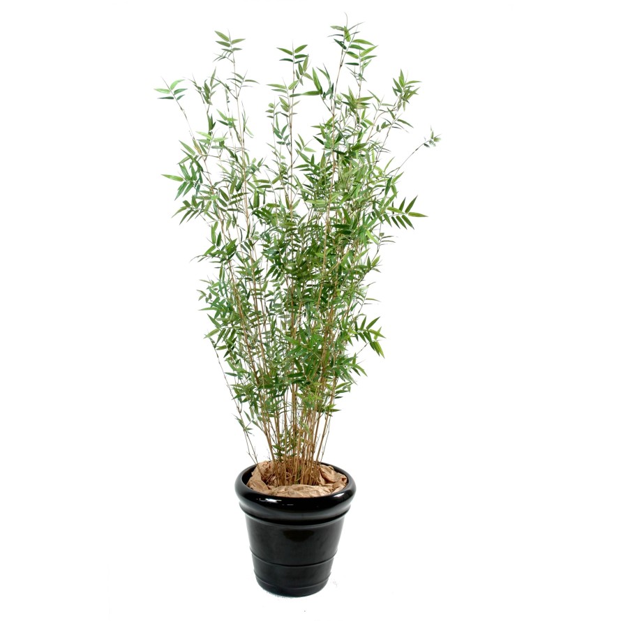 BAMBÚ MULTITREE ORIENTAL