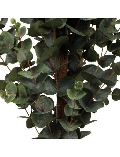 EUKALYPTUS 155