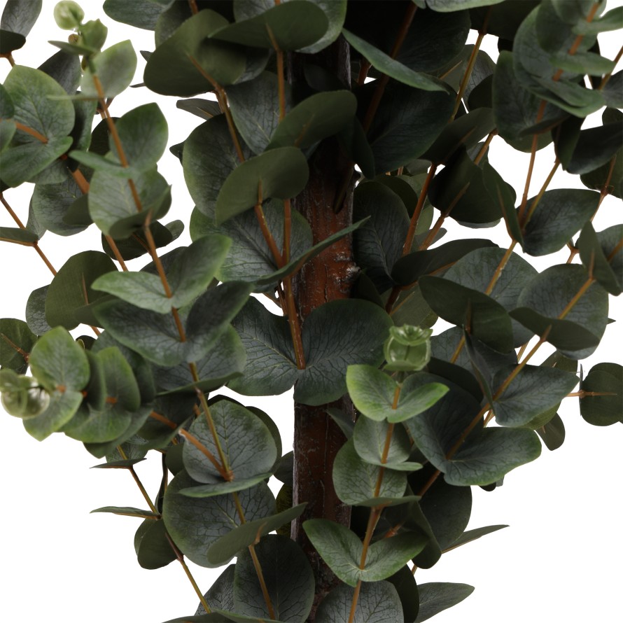 EUKALYPTUS 155