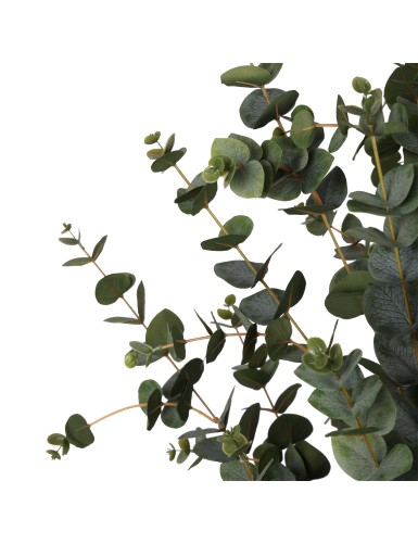 EUCALYPTUS 155