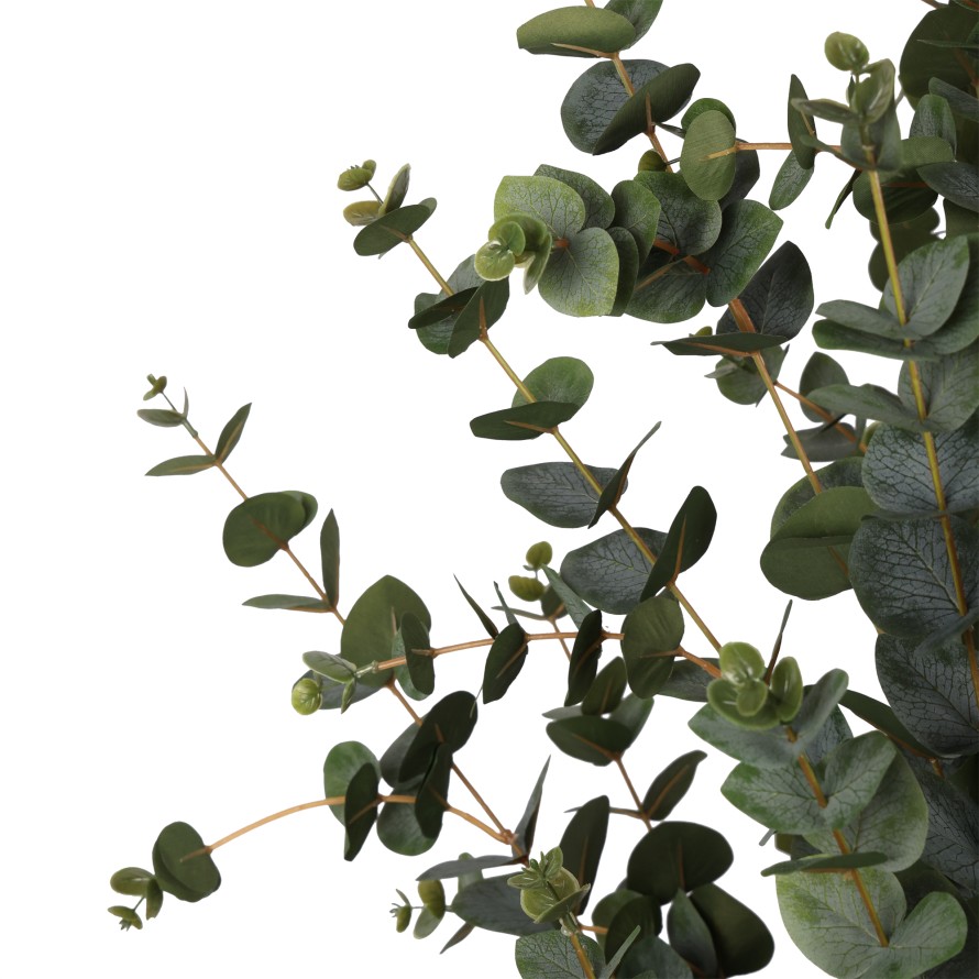 EUCALYPTUS 155
