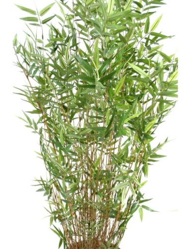 BAMBOO MULTITREE ORIENTAL
