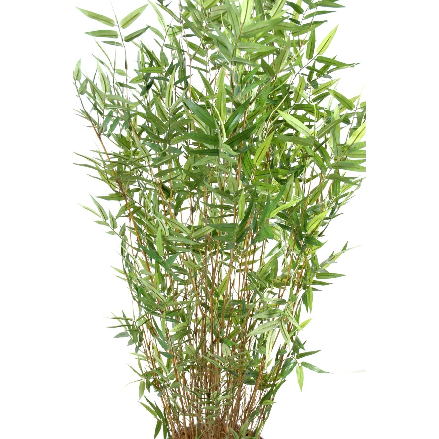 BAMBUS MULTITREE ORIENTALISCH
