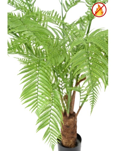 DICKSONIA (FERN) NEW FR - Fire Resistant