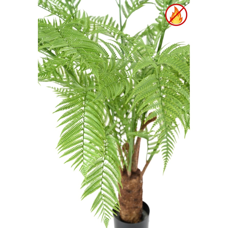 DICKSONIA (FOUGERE) NEW FR - Fire Resistant