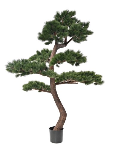 WALDKIEFER 250