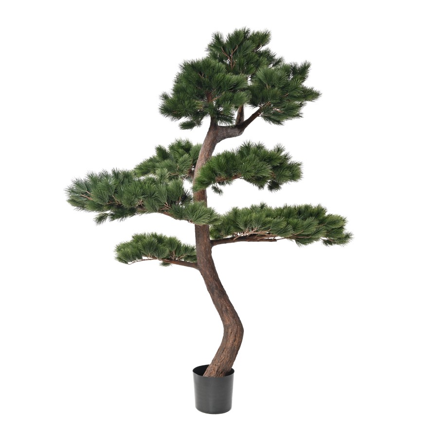 PIN SYLVESTRE 250