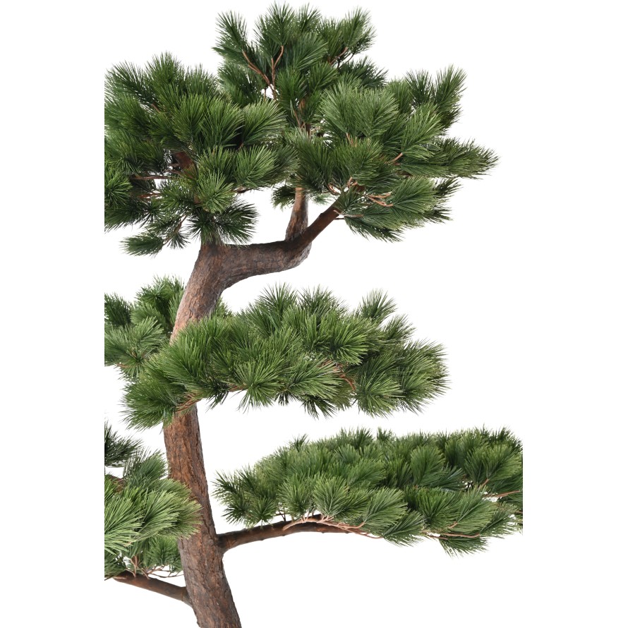 PINE SCOTS 250