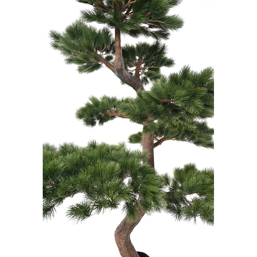 WALDKIEFER 250