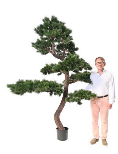 WALDKIEFER 250