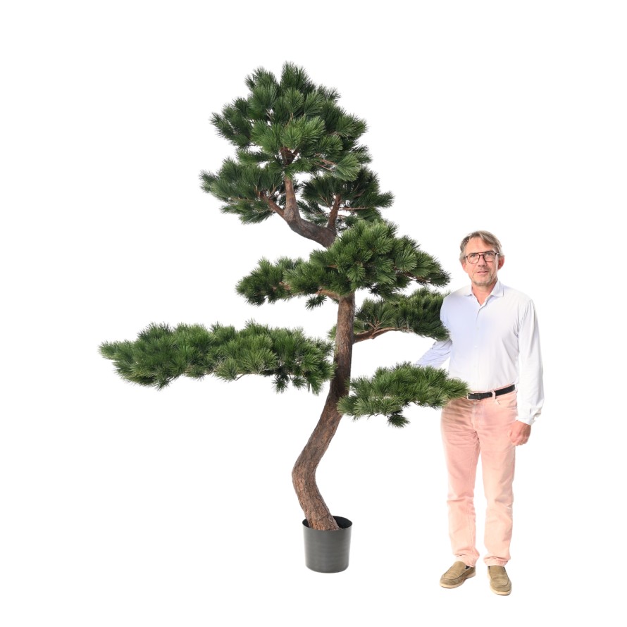 WALDKIEFER 250