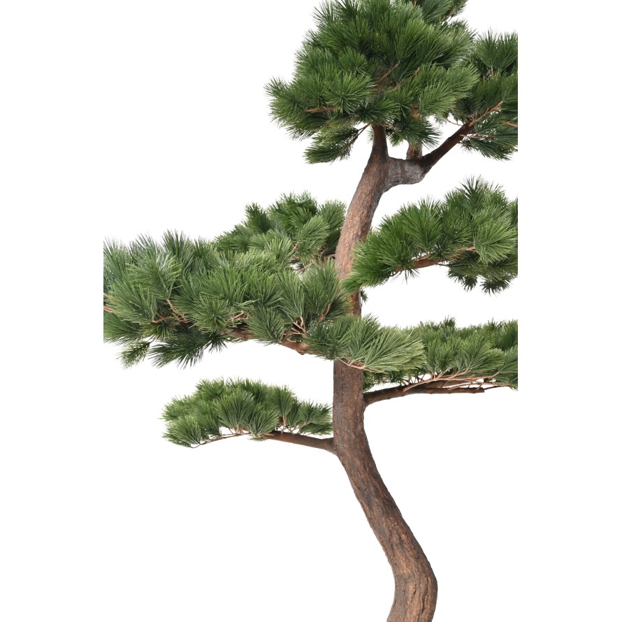 PIN SYLVESTRE 250