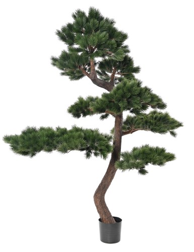 PIN SYLVESTRE 250