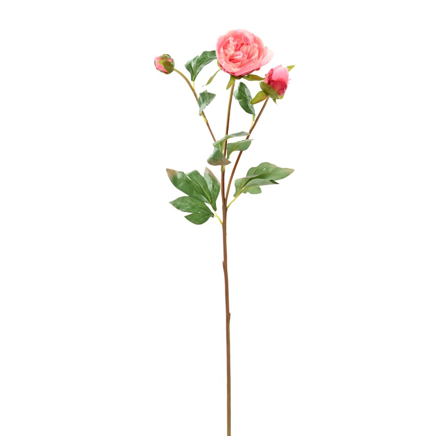PFINGSTROSE KNOSPEN 82