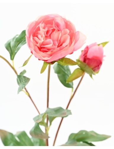 PEONY BUDS 82
