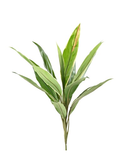 DRACAENA CORDYLINE
