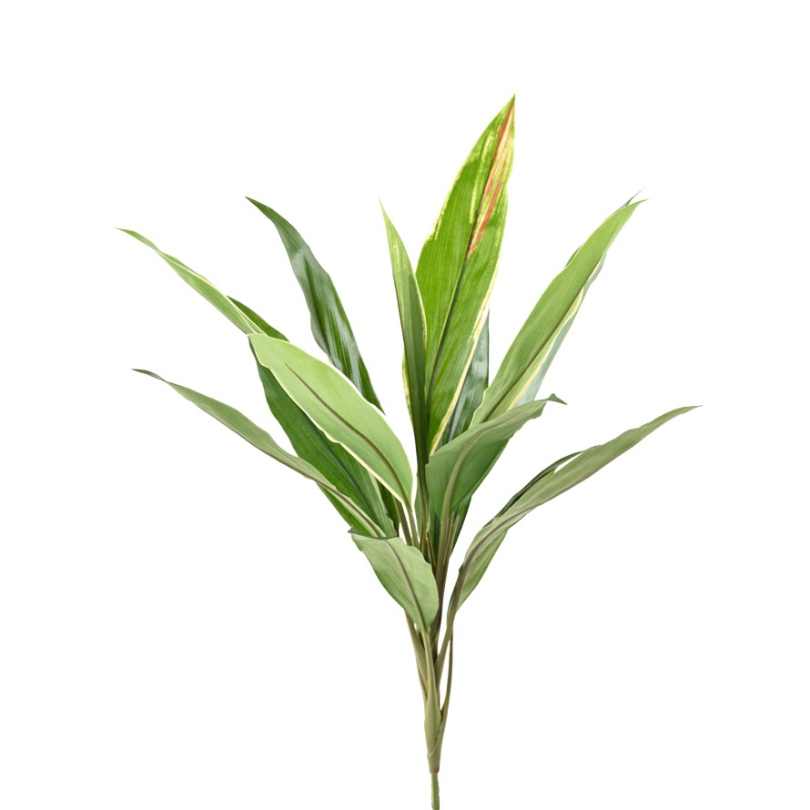 DRACHENBAUM CORDYLINE