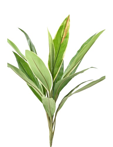 DRACHENBAUM CORDYLINE