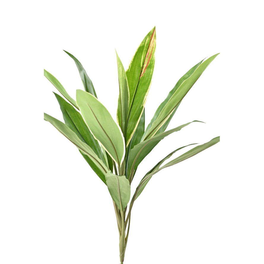 DRACHENBAUM CORDYLINE