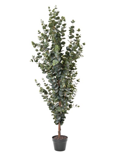 EUKALYPTUS 155