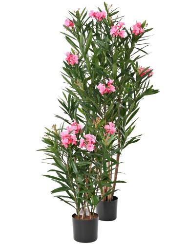 LORBEERBAUM BLÜTE