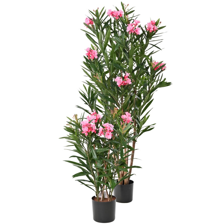 LORBEERBAUM BLÜTE