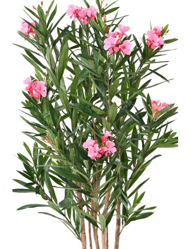 LORBEERBAUM BLÜTE