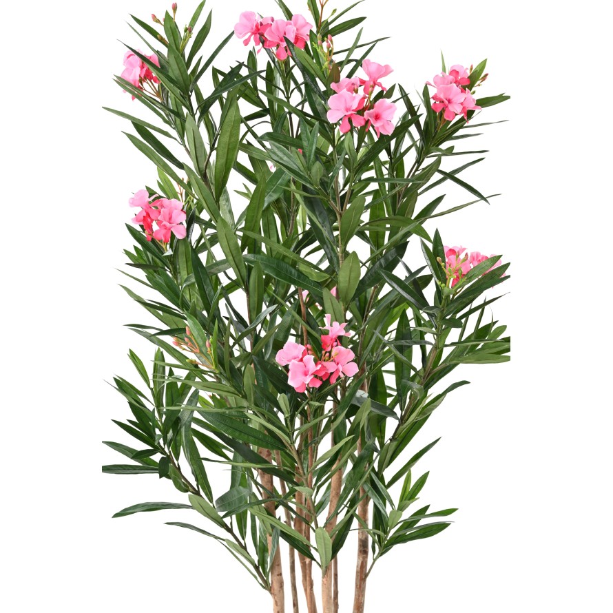 LAUREL FLOWER
