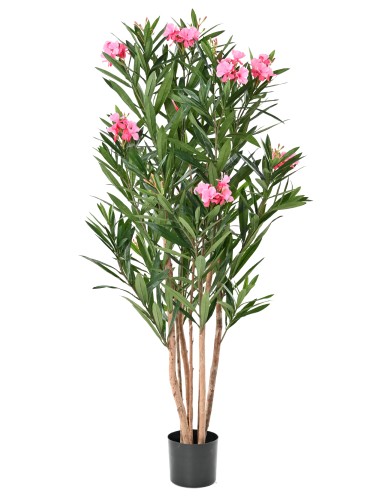 LORBEERBAUM BLÜTE