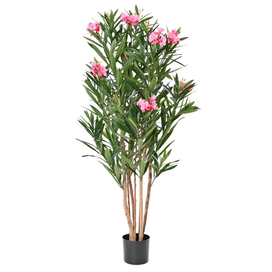 LORBEERBAUM BLÜTE
