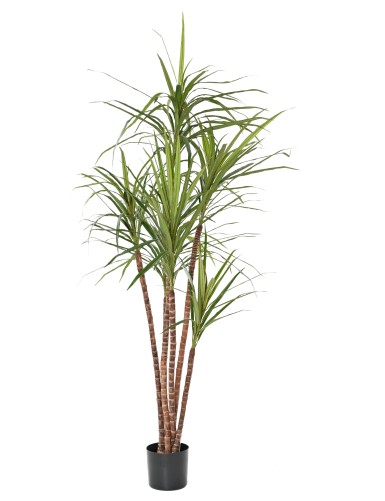 DRACAENA MARGINATA