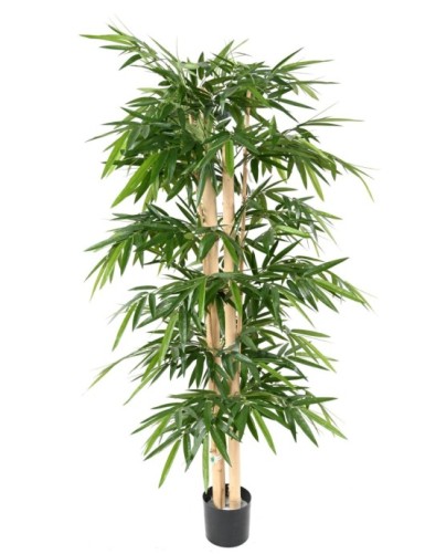 BAMBUS NEW GROSSE HALME