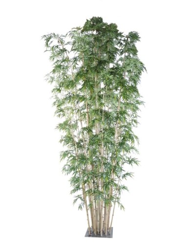 BAMBÚ NEW GIGANTE LUXE