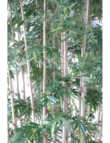 BAMBÚ NEW GIGANTE LUXE