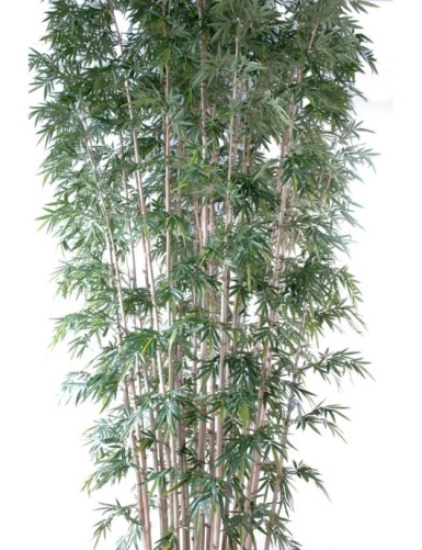 BAMBÚ NEW GIGANTE LUXE