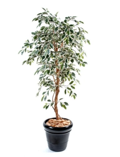 FICUS TRONCO ÚNICO GF
