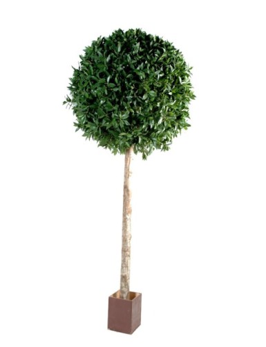 LORBEERBAUM KUGEL STAMM