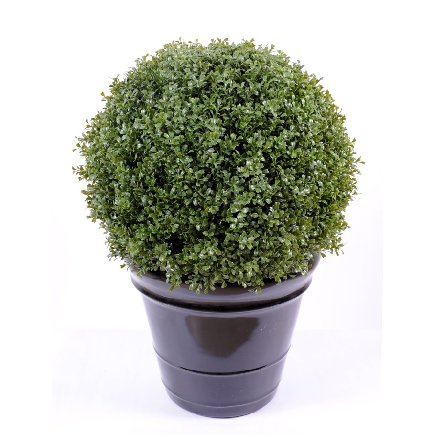 BOXWOOD BALL REGULAR NEW