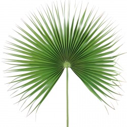 Palms phoenix palm trees